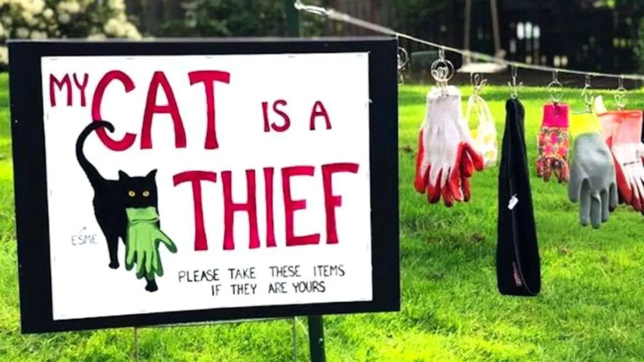 Kedinin 'hırsızlık' alışkanlığı komşuları şaşırttı: Sahibi bahçeye tabela astı 1 Kedinin 'hırsızlık' alışkanlığı komşuları şaşırttı: Sahibi bahçeye tabela astı