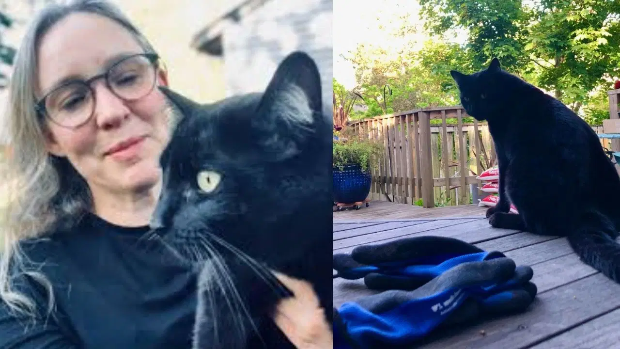 Kedinin ‘hırsızlık’ alışkanlığı komşuları şaşırttı: Sahibi bahçeye tabela astı