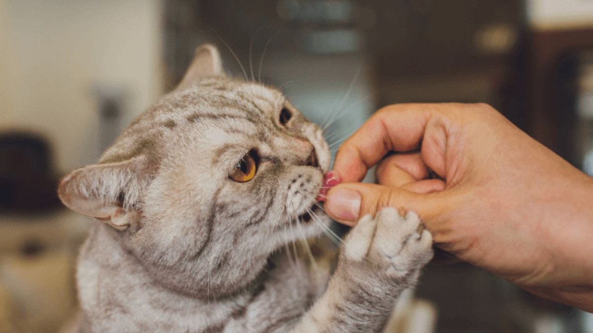 Kedinizin Sağlığını Tehdit Eden Yiyecekler: Uzak Durun!