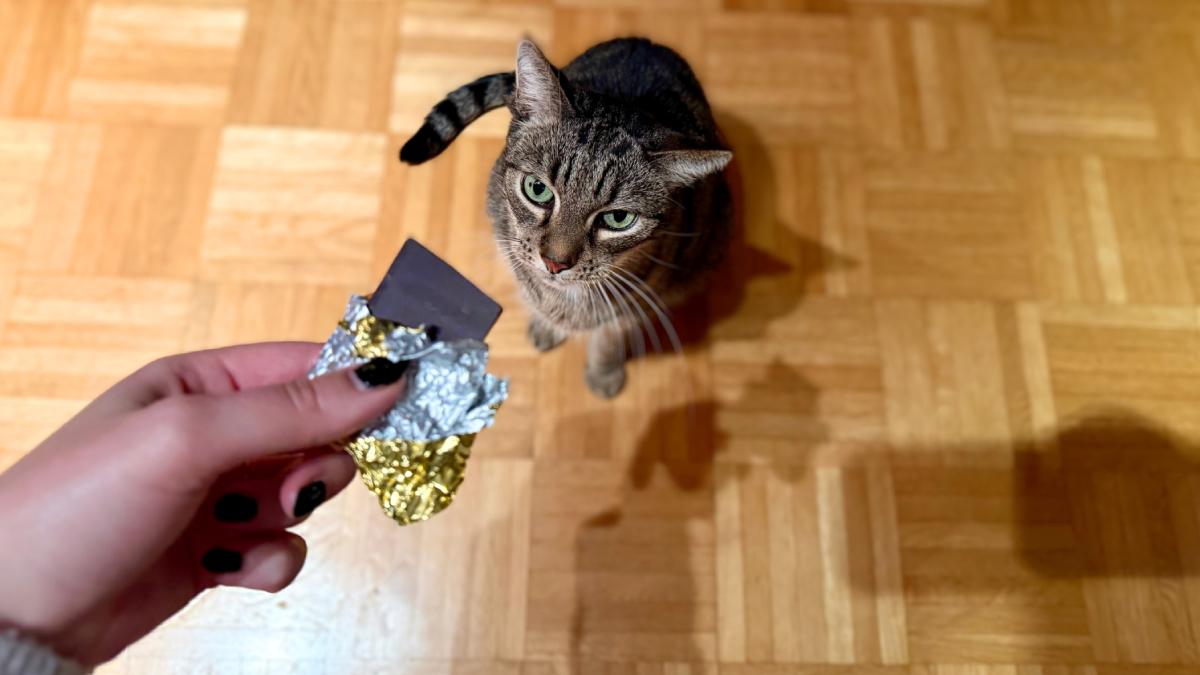 Kedinizin Sağlığını Tehdit Eden Yiyecekler: Uzak Durun!