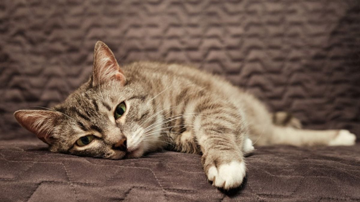 Kedinizin sürekli sizi takip etmesi bakın ne anlama geliyor