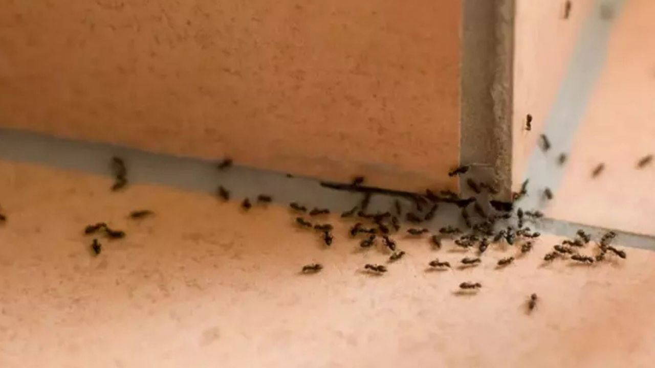 Kimyasal kullanmadan etkili sonuç alın: Evinizdeki karınca problemine anında etkili 7 doğal çözüm