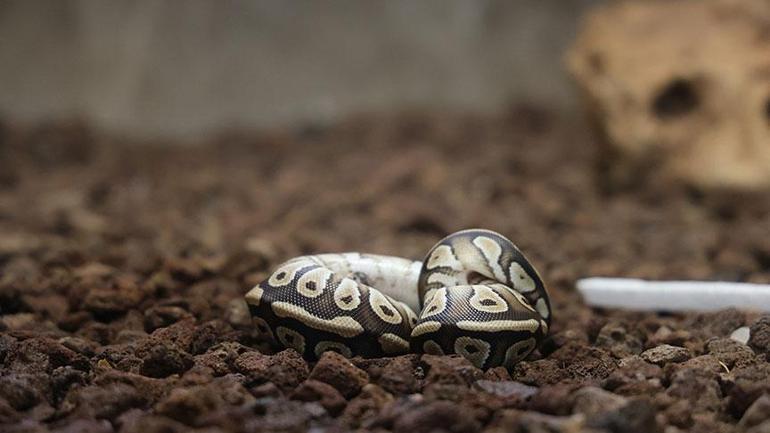 Konya'da şoke eden olay! Cebinden piton çıktı: İki metreye kadar... 1 Konya'da şoke eden olay! Cebinden piton çıktı: İki metreye kadar...