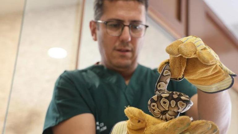 Konya'da şoke eden olay! Cebinden piton çıktı: İki metreye kadar... 2 Konya'da şoke eden olay! Cebinden piton çıktı: İki metreye kadar...
