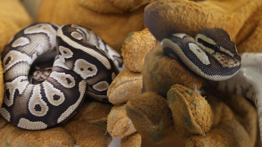 Konya’da şoke eden olay! Cebinden piton çıktı: İki metreye kadar…