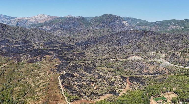 Köyceğiz'deki yanan 2 bin 403 hektar alanda ağaçlandırma için hazırlıklar devam ediyor