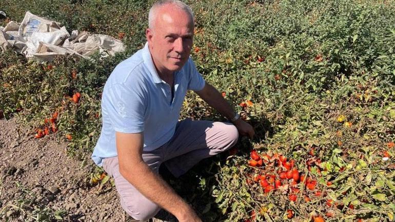 Londra'daki lokantalarını bırakıp, memleketinden bin dönüm arazi aldı: Nisandan eylüle kadar üretip kazanıyoruz