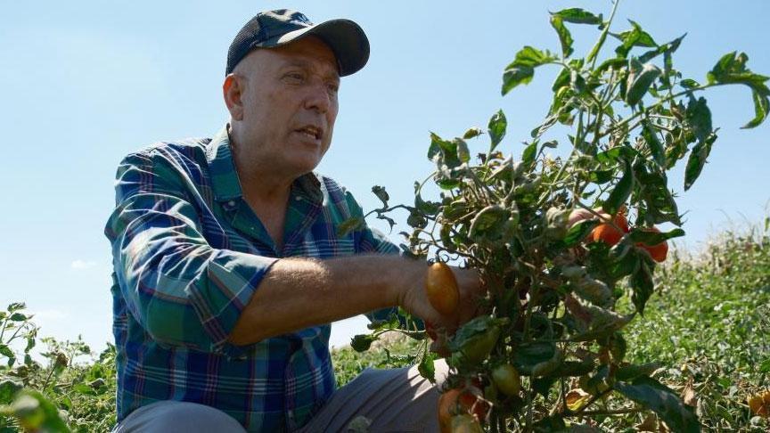 Londra’daki lokantalarını bırakıp, memleketinden bin dönüm arazi aldı: Nisandan eylüle kadar üretip kazanıyoruz