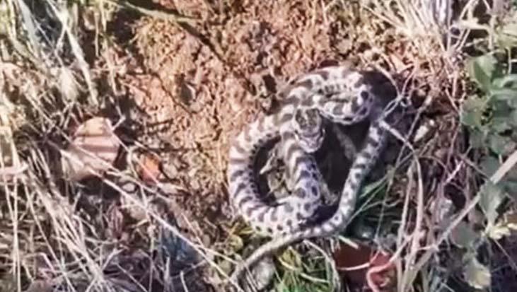 Mantar toplarken göz göze geldi! Karabük’te Engerek yılanı paniği