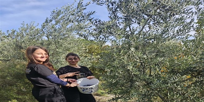 MEB’in ‘Yeşil Vatan’ Projesi hayat buldu: Zeytinler kışlık kahvaltılığa dönüştü!