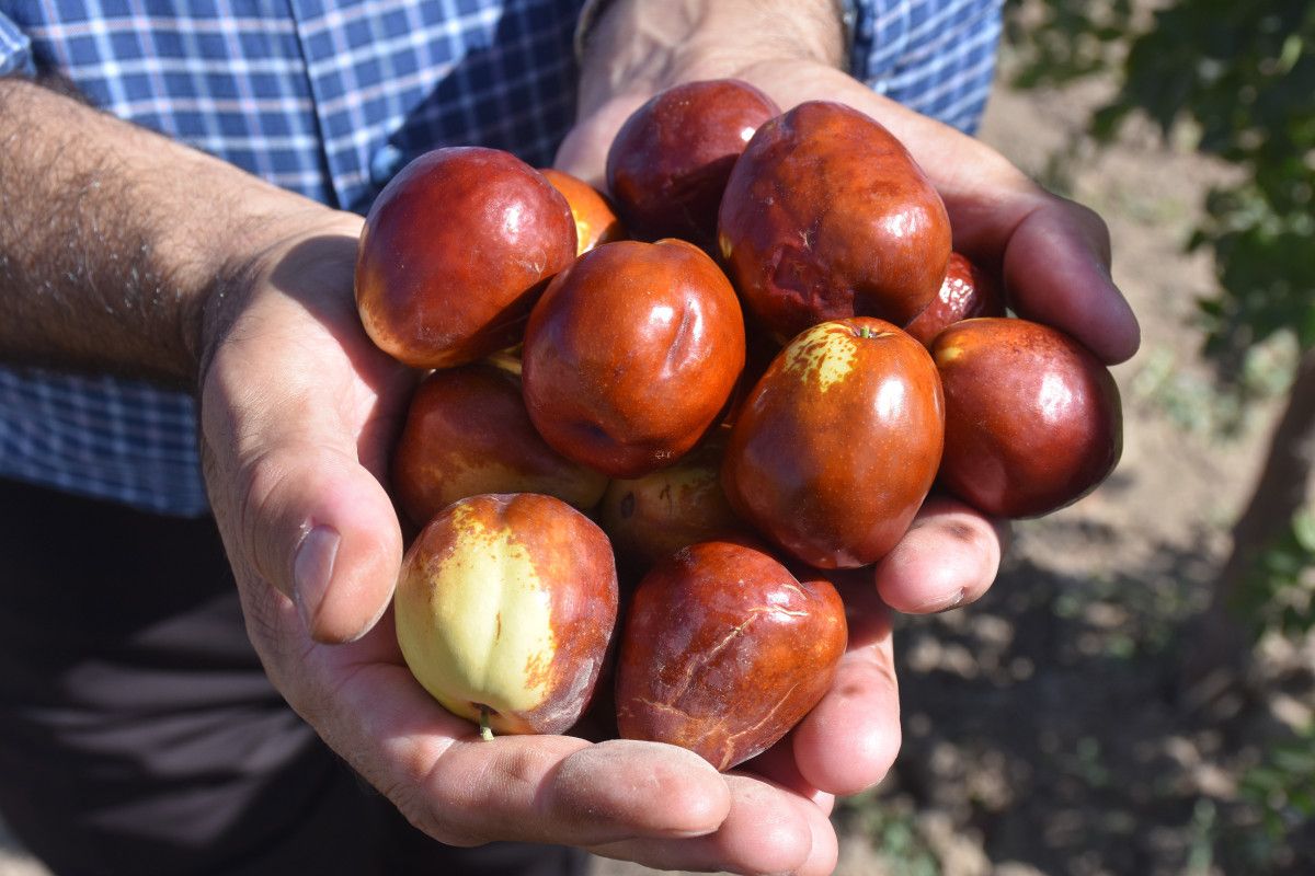 Mevsim Geçişlerinde Aktarlara Yoğun Talep: Vatandaşlar Dükkanları Dolduruyor