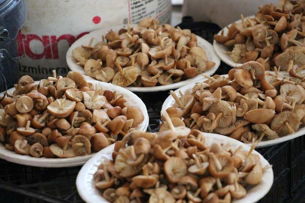 Ormandan kova kova topladı, geçim kaynağı oldu: Kilosu 400 liradan satılıyor! 3 Ormandan kova kova topladı, geçim kaynağı oldu: Kilosu 400 liradan satılıyor!