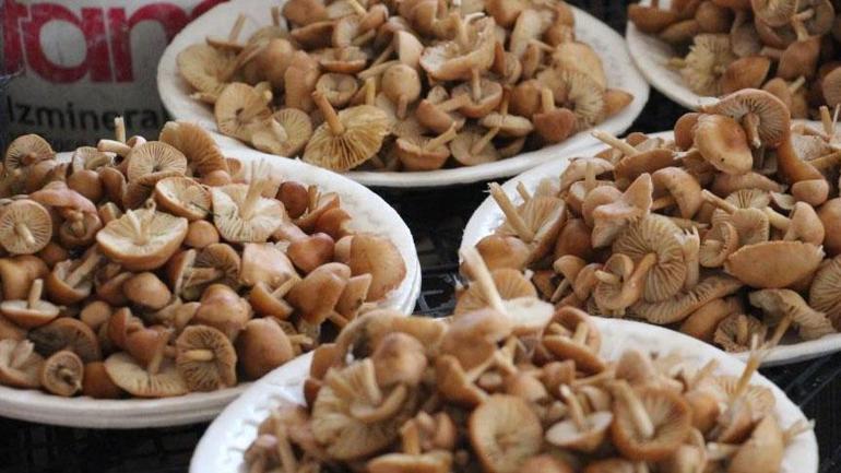 Ormandan kova kova toplayıp, pazarda 400 liraya satıyorlar! ‘Etle başa baş gider’ 1 Ormandan kova kova toplayıp, pazarda 400 liraya satıyorlar! ‘Etle başa baş gider’