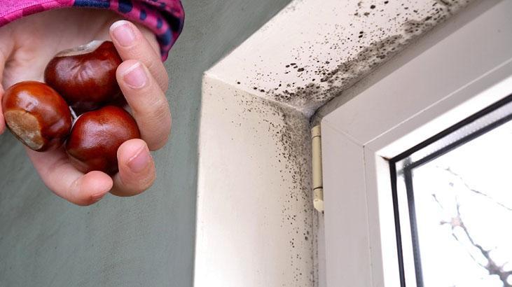 Rutubet ve Güvelere Son: Ukraynalıların Kestane ile Dolap Yöntemi