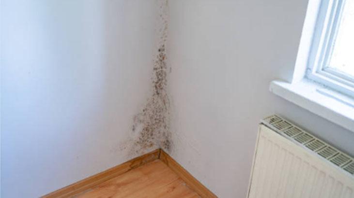 Rutubet ve Güvelere Son: Ukraynalıların Kestane ile Dolap Yöntemi