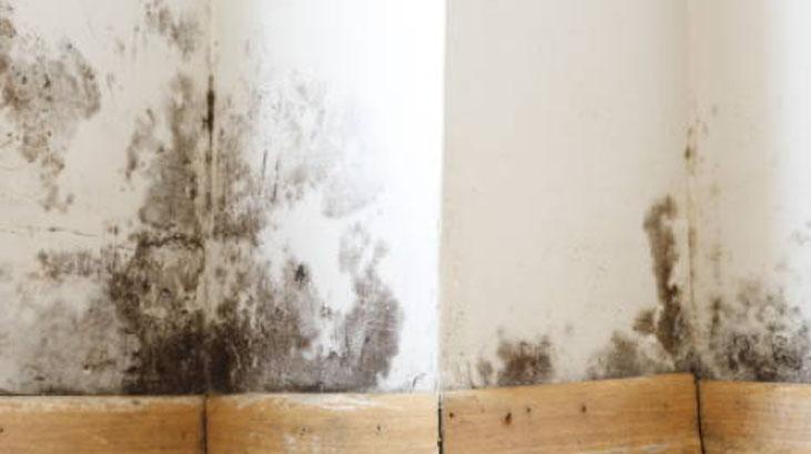 Rutubet ve Güvelere Son: Ukraynalıların Kestane ile Dolap Yöntemi