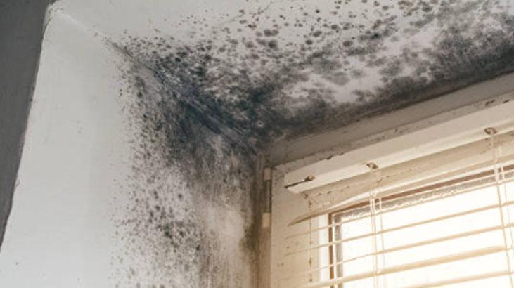 Rutubet ve Güvelere Son: Ukraynalıların Kestane ile Dolap Yöntemi