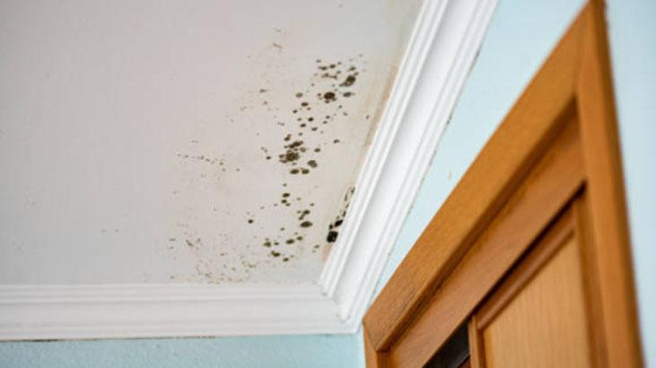 Rutubet ve Güvelere Son: Ukraynalıların Kestane ile Dolap Yöntemi