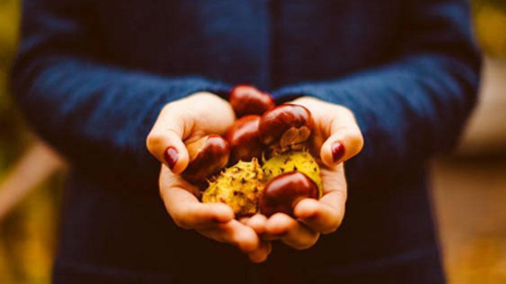 Rutubet ve Güvelere Son: Ukraynalıların Kestane ile Dolap Yöntemi