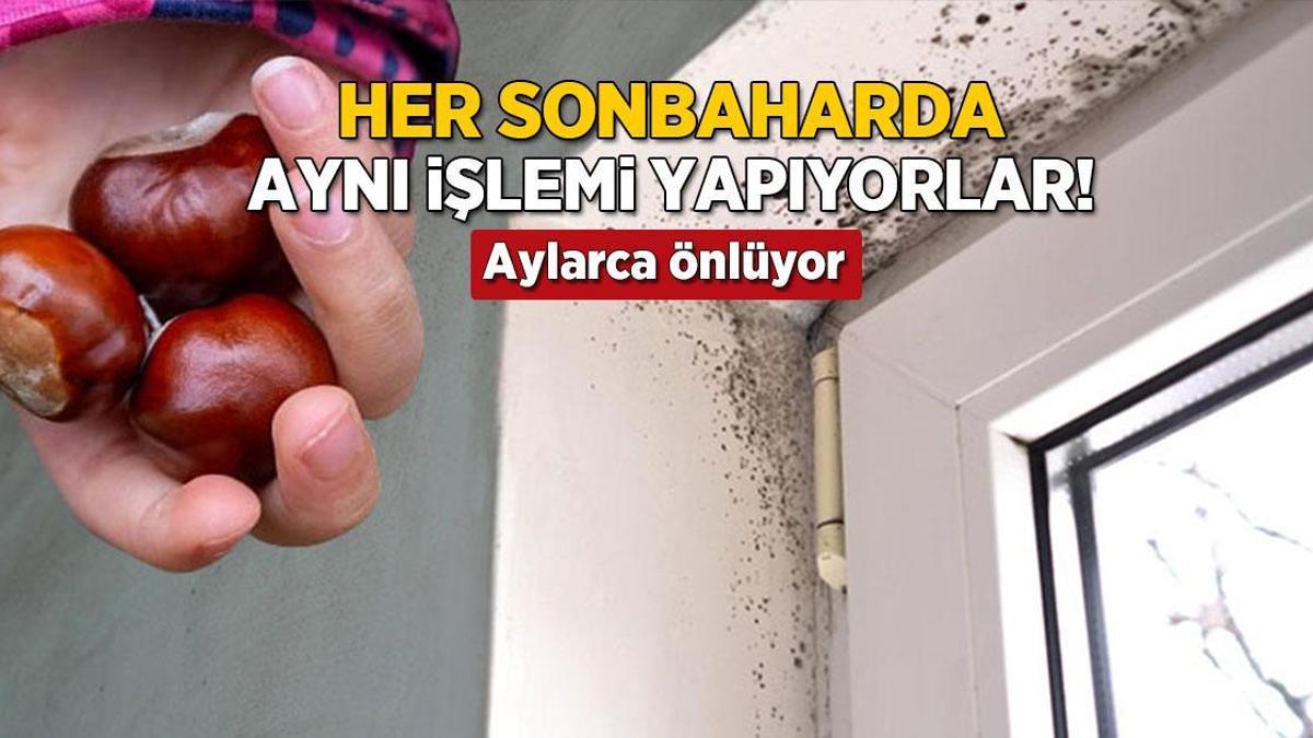 Rutubet ve Güvelere Son: Ukraynalıların Kestane ile Dolap Yöntemi