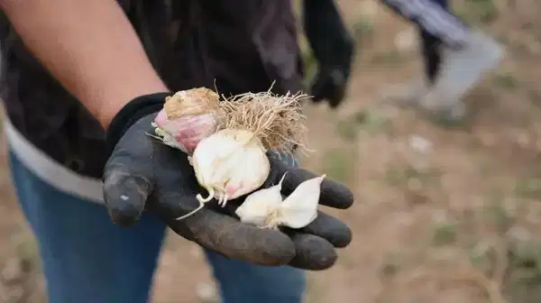 Sarımsağın Tarihsel Serüveni: Köle Sofralarından Modern Mutfak ve Tıbba Yolculuğu