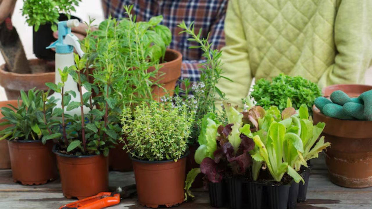 Soğuk havalarda taze ürünlere ulaşmanın en keyifli yolu: Sonbaharda saksıda yetiştirebileceğiniz 6 sebze