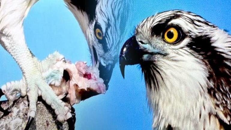 Suya dalabilen tek yırtıcı kuş 'Balık Kartalı' Bursa'da görüntülendi 1 Suya dalabilen tek yırtıcı kuş 'Balık Kartalı' Bursa'da görüntülendi