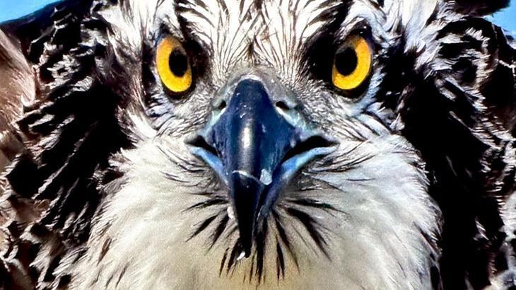 Suya dalabilen tek yırtıcı kuş ‘Balık Kartalı’ Bursa’da görüntülendi