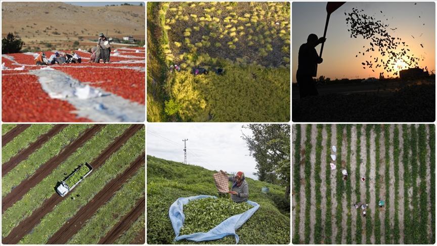 Tarım sayımına katılan çiftçi sayısı 2,7 milyonu aştı