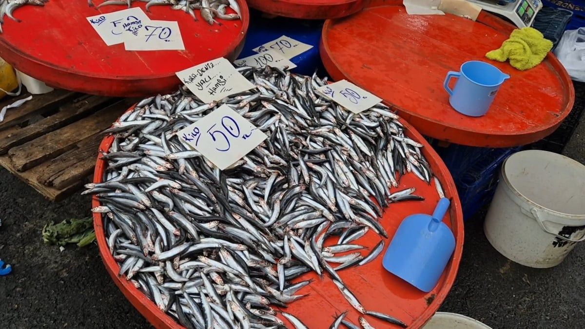 Tekirdağ'da hamsinin kilosu 50 liraya kadar düştü