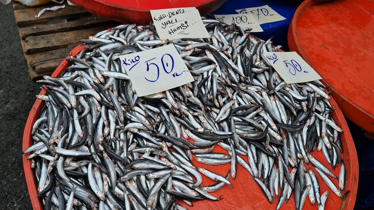 Tekirdağ’da hamsinin kilosu 50 liraya kadar düştü