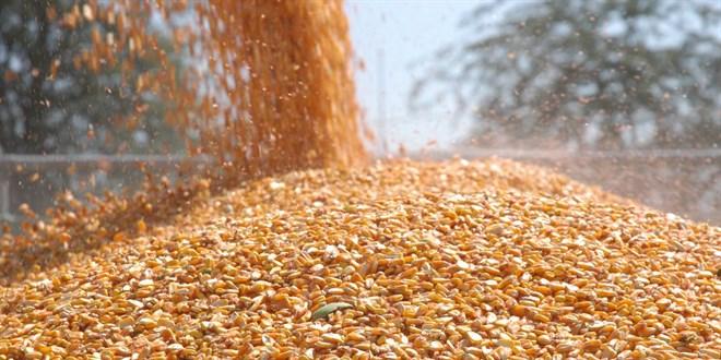 TİGEM, Tarihi Bir Adım Atarak 1400 Ton Dane Mısır Satışını Gerçekleştiriyor