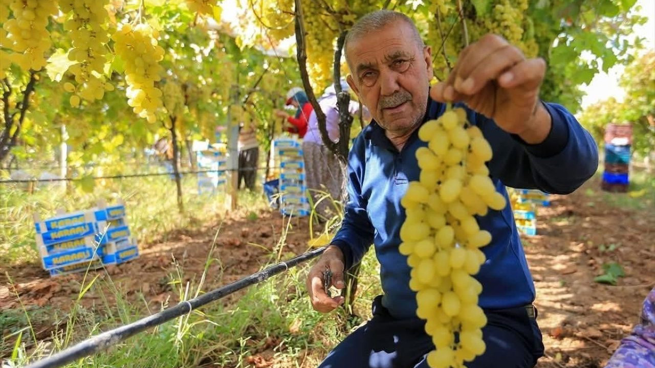 Üzüm fiyatları üreticiyi zora soktu