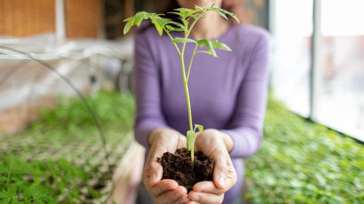Yapraklar açılmıyor mu? Kağıt havlu taktiği bitkileri anında canlandırıyor 1 Yapraklar açılmıyor mu? Kağıt havlu taktiği bitkileri anında canlandırıyor