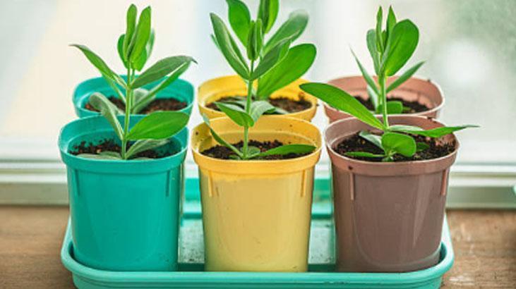 Yapraklar açılmıyor mu? Kağıt havlu taktiği bitkileri anında canlandırıyor 2 Yapraklar açılmıyor mu? Kağıt havlu taktiği bitkileri anında canlandırıyor