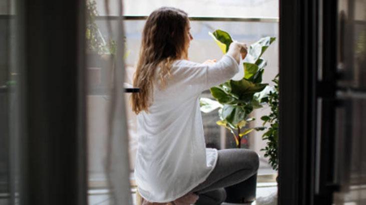 Yapraklar açılmıyor mu? Kağıt havlu taktiği bitkileri anında canlandırıyor 3 Yapraklar açılmıyor mu? Kağıt havlu taktiği bitkileri anında canlandırıyor