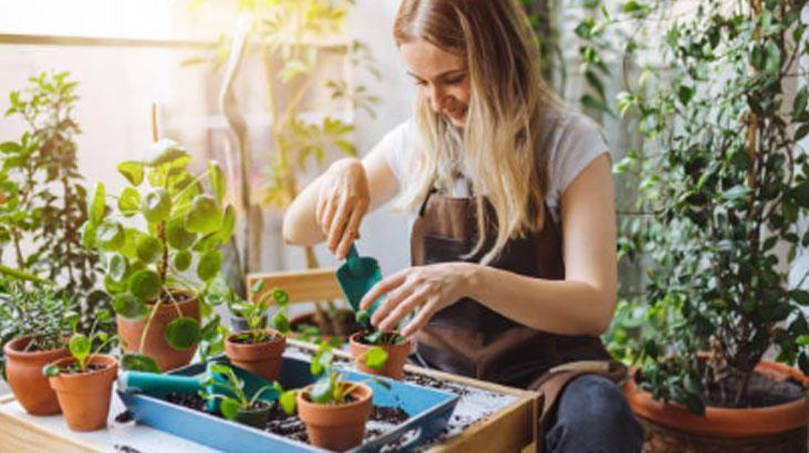 Yapraklar açılmıyor mu? Kağıt havlu taktiği bitkileri anında canlandırıyor 4 Yapraklar açılmıyor mu? Kağıt havlu taktiği bitkileri anında canlandırıyor