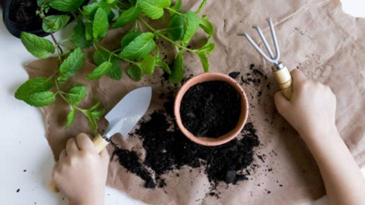 Yapraklar açılmıyor mu? Kağıt havlu taktiği bitkileri anında canlandırıyor 5 Yapraklar açılmıyor mu? Kağıt havlu taktiği bitkileri anında canlandırıyor