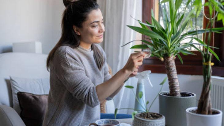 Yapraklar açılmıyor mu? Kağıt havlu taktiği bitkileri anında canlandırıyor 6 Yapraklar açılmıyor mu? Kağıt havlu taktiği bitkileri anında canlandırıyor