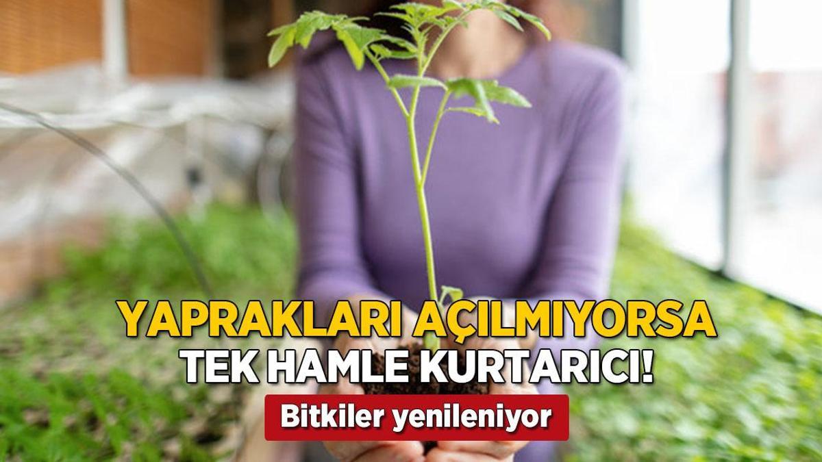 Yaprakları açılmıyorsa tek hamle kurtarıcı! Kağıt havlu işi çözüyor, bitkiler yenileniyor