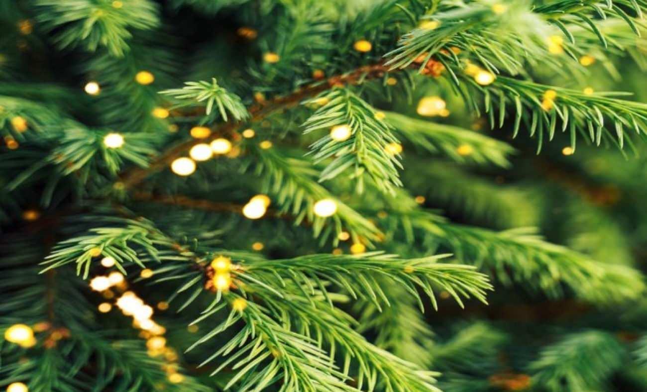 Yapraklarından altın veren ağaç şaşkına uğrattı!