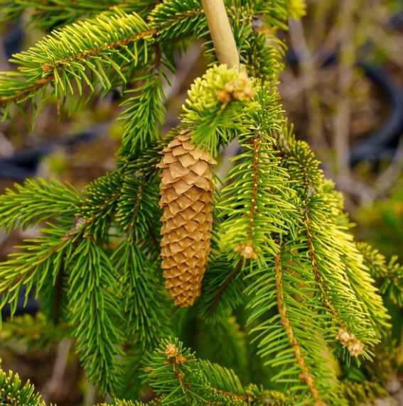 Yapraklarından altın veren ağaç şaşkına uğrattı!