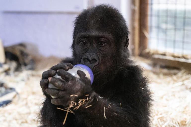 Yavru goril "Zeytin" Türkiye'de kalacak