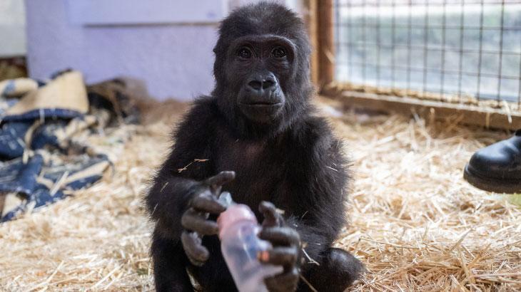 Yavru goril “Zeytin” Türkiye’de kalacak