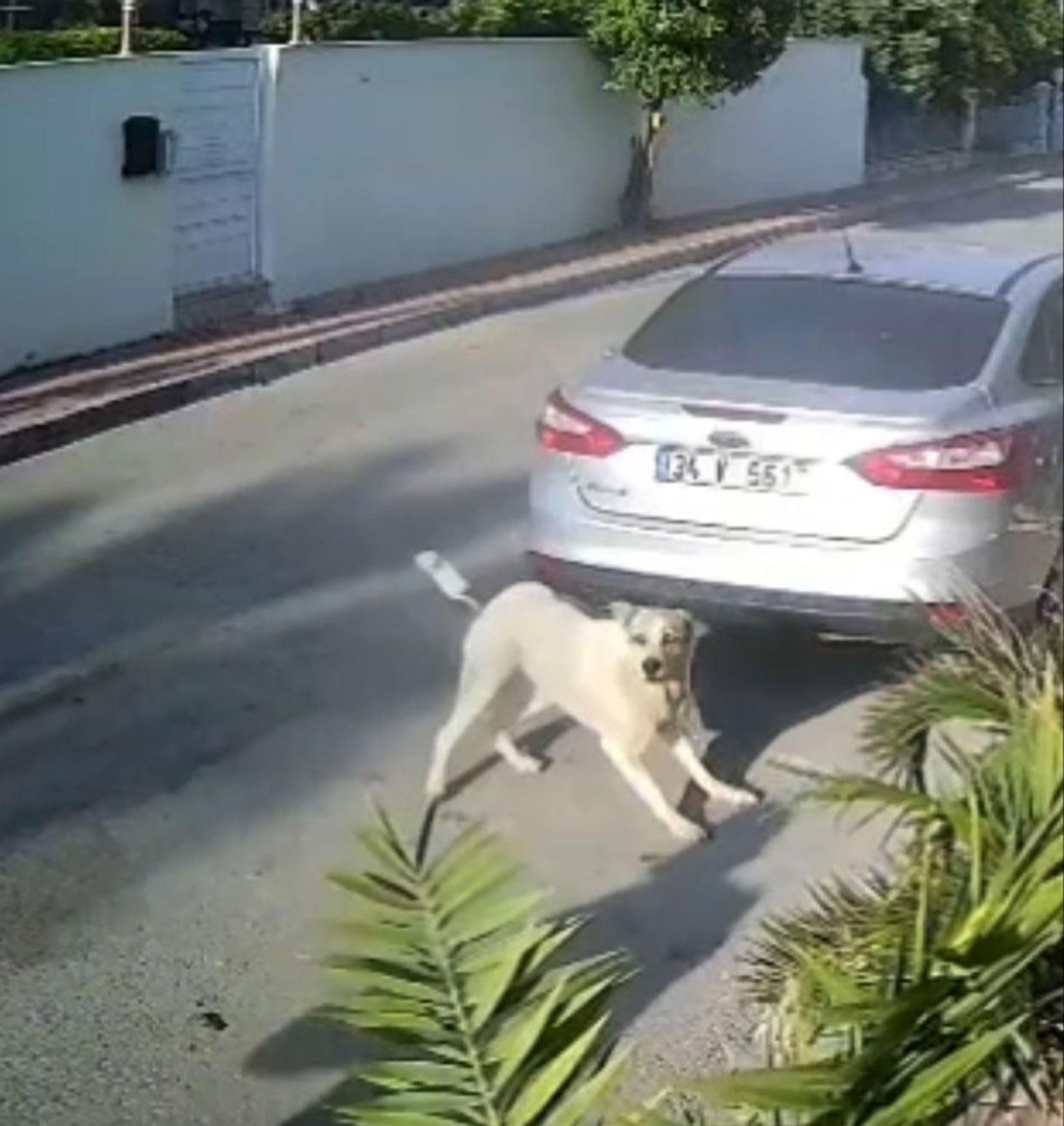 12 Yıldır Mahalleyi Sahiplenmiş Köpeği Katleden Emekli Polise Yakalama Emri!