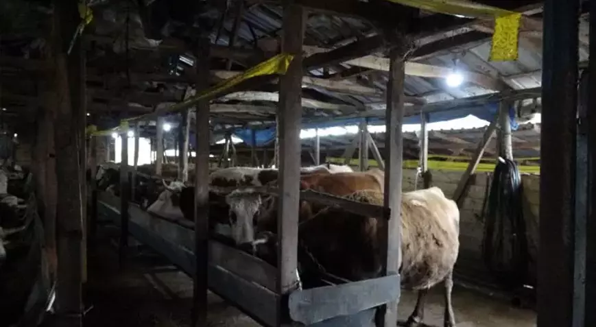 ⚠️ SON DAKİKA: İstanbul Şile’de Şap Alarmı! 3 Köy Karantinada, 21 Mahalle