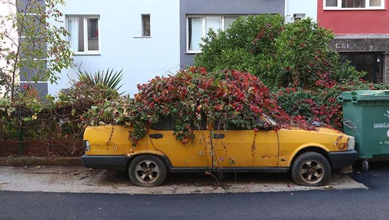 8 yıldır sarmaşıkların arasında kaybolmuştu! İzmir’deki gizemli araba için harekete geçildi