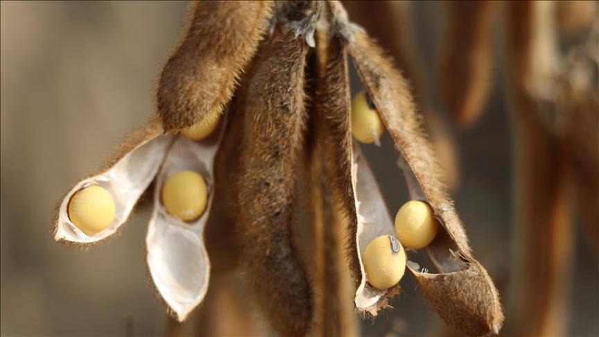 ABD ile Çin arasındaki görüşme soya fasulyesindeki stratejik önemi ortaya koydu