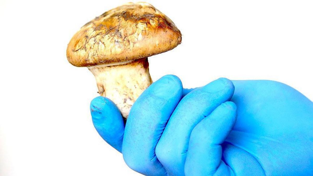 Adana'da Sedir Mantarı Çıkışı: Japonların Yoğun İlgisi 1 Adana'da Sedir Mantarı Çıkışı: Japonların Yoğun İlgisi