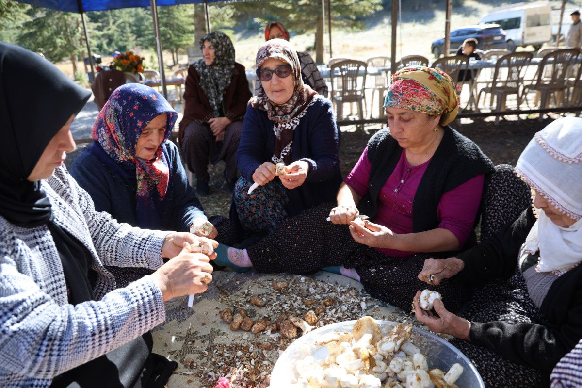 Adana'da Sedir Mantarı Çıkışı: Japonların Yoğun İlgisi 2 Adana'da Sedir Mantarı Çıkışı: Japonların Yoğun İlgisi